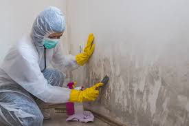 Best Black Mold Removal  in Horseheads North, NY